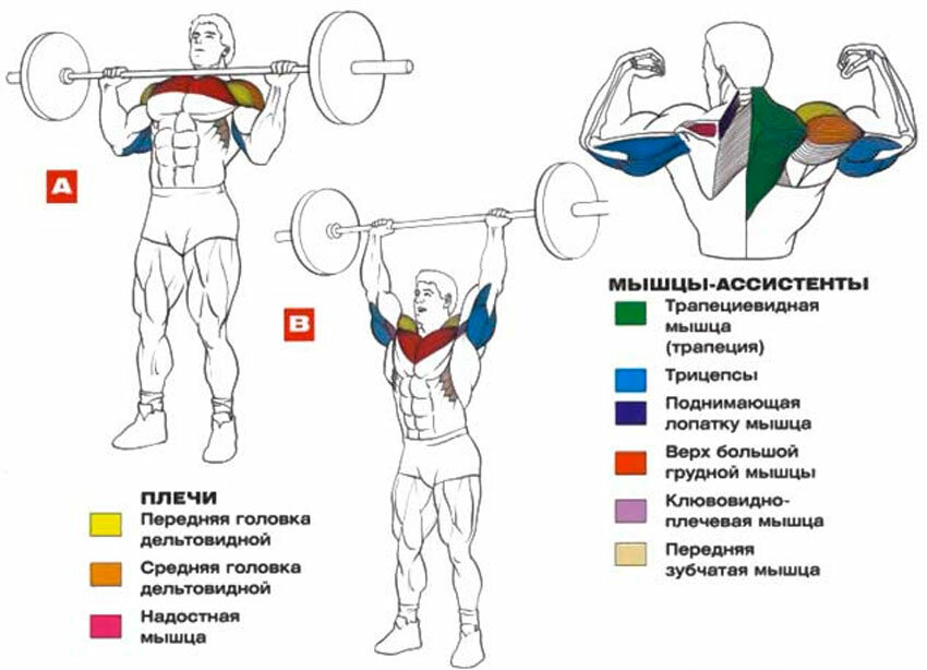 Базовые упражнения для каждой группы мышц